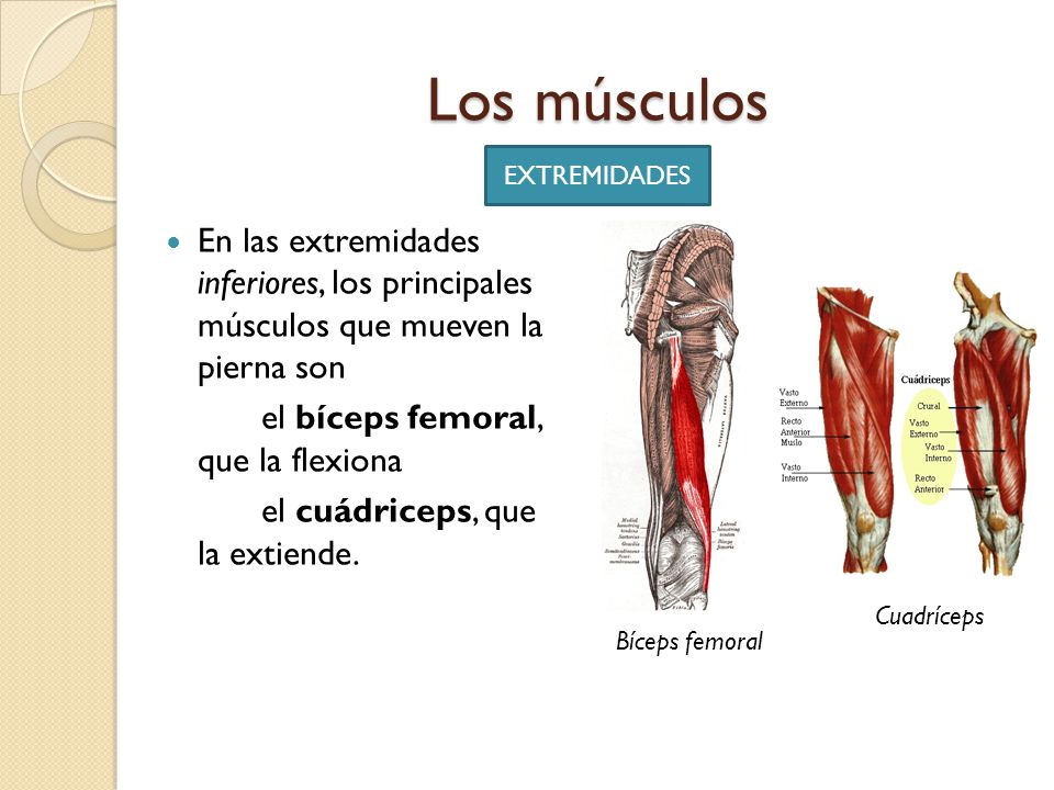 musculos que mueven solfa syllable pierna